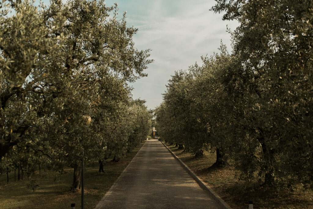 Olivenbäume Allee Gardasee